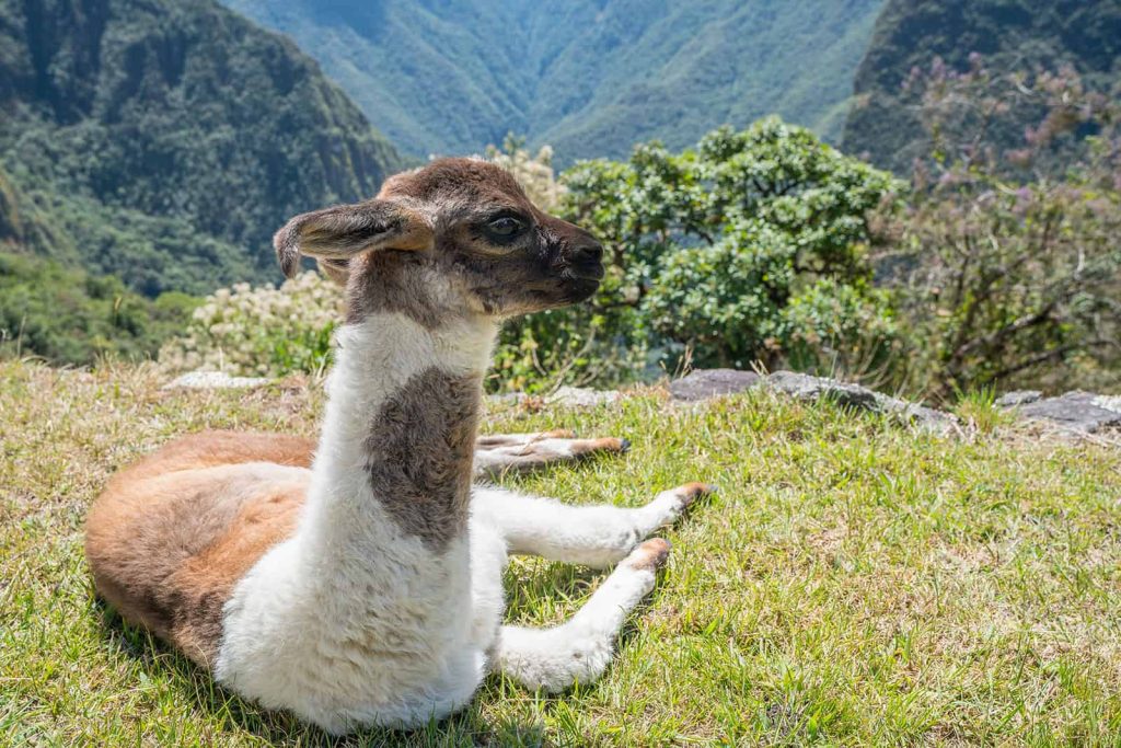 Ein Lama bei Machu Picchu
