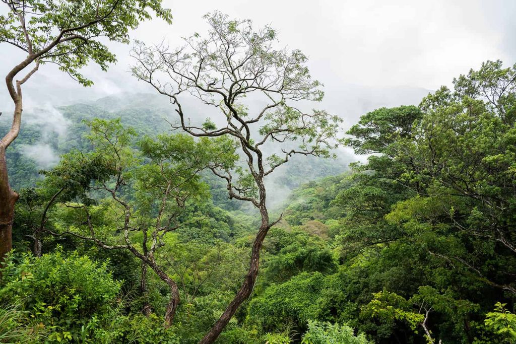 Nebelwald in Monteverde