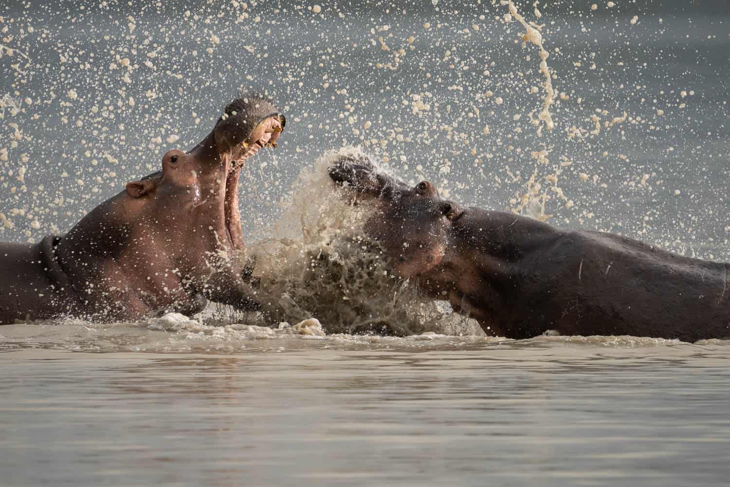 Kämpfende Flusspferde