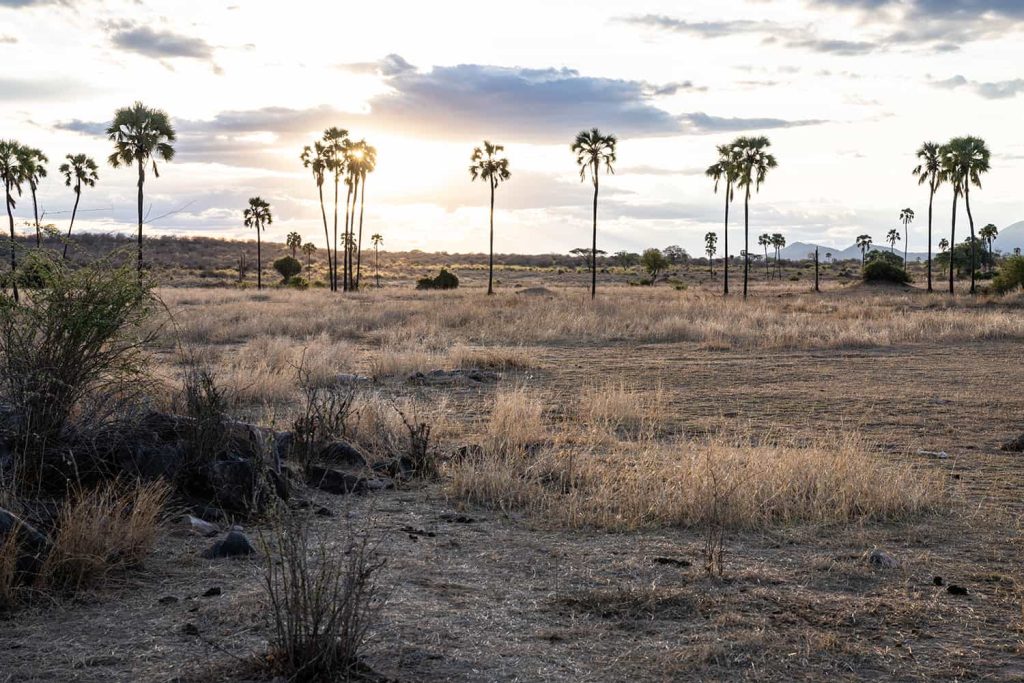 Tanzania Ruaha Palmen bei Sonnenuntergang