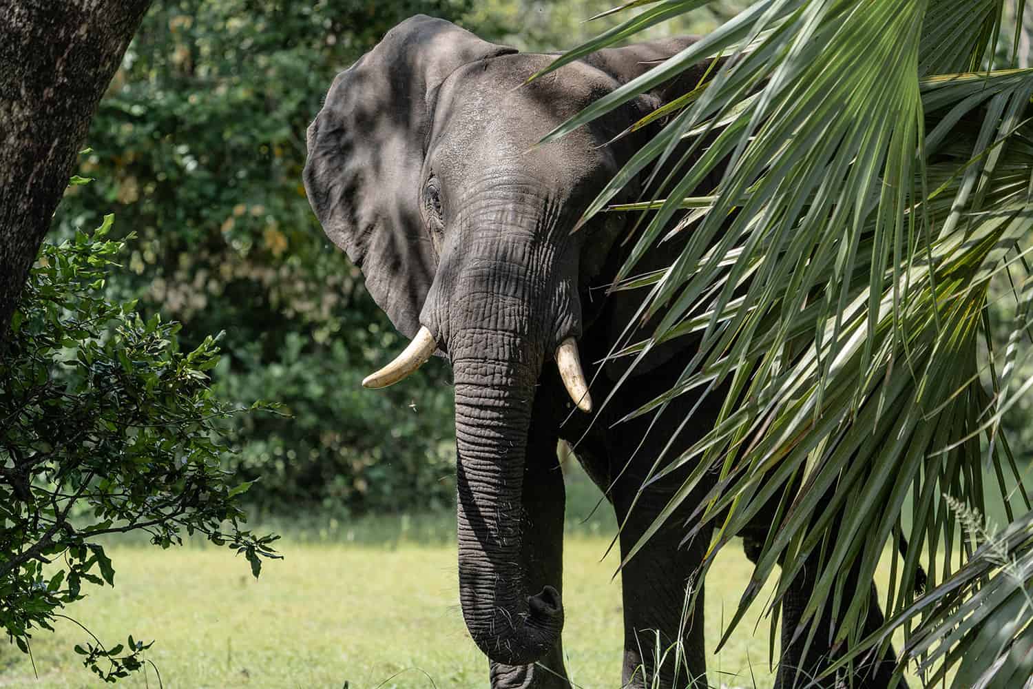 Tanzania Selous Elefant hinter Blättern