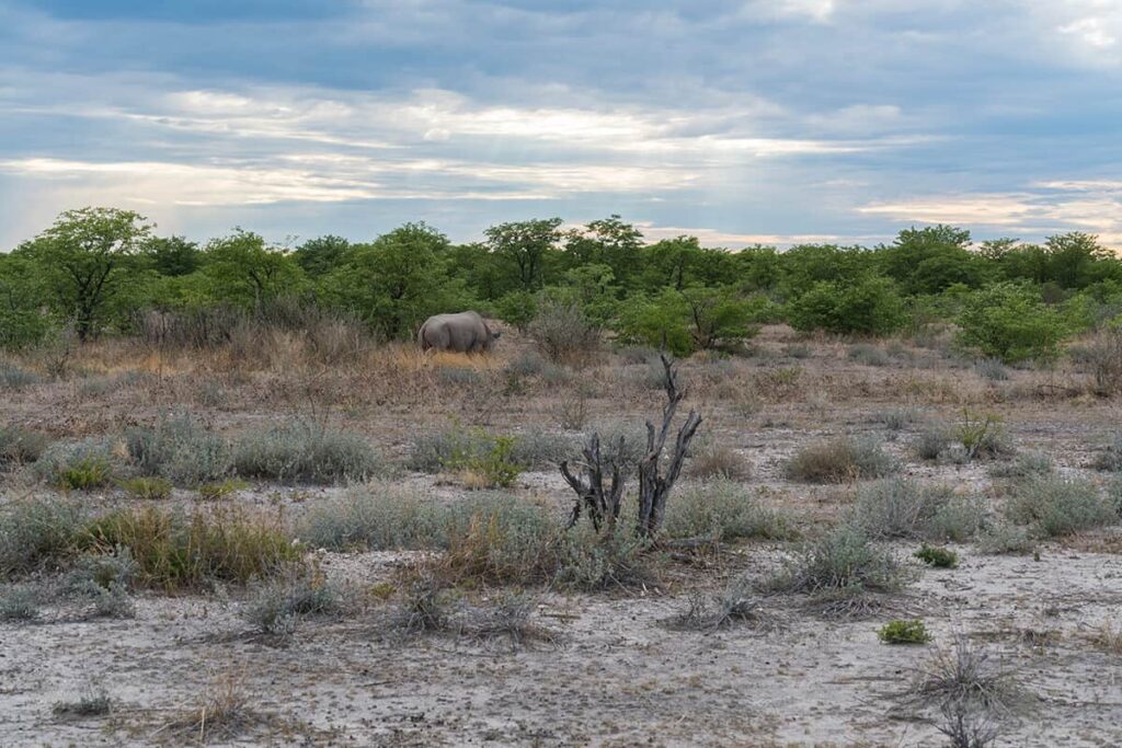Nashorn im Etosha Nationalpark|Springbock im Etosha Nationalpark|Karte vom Etosha Nationalpark|Löwe im Etosha Nationalpark in Namibia|Gemsbock im Etosha Nationalpark
