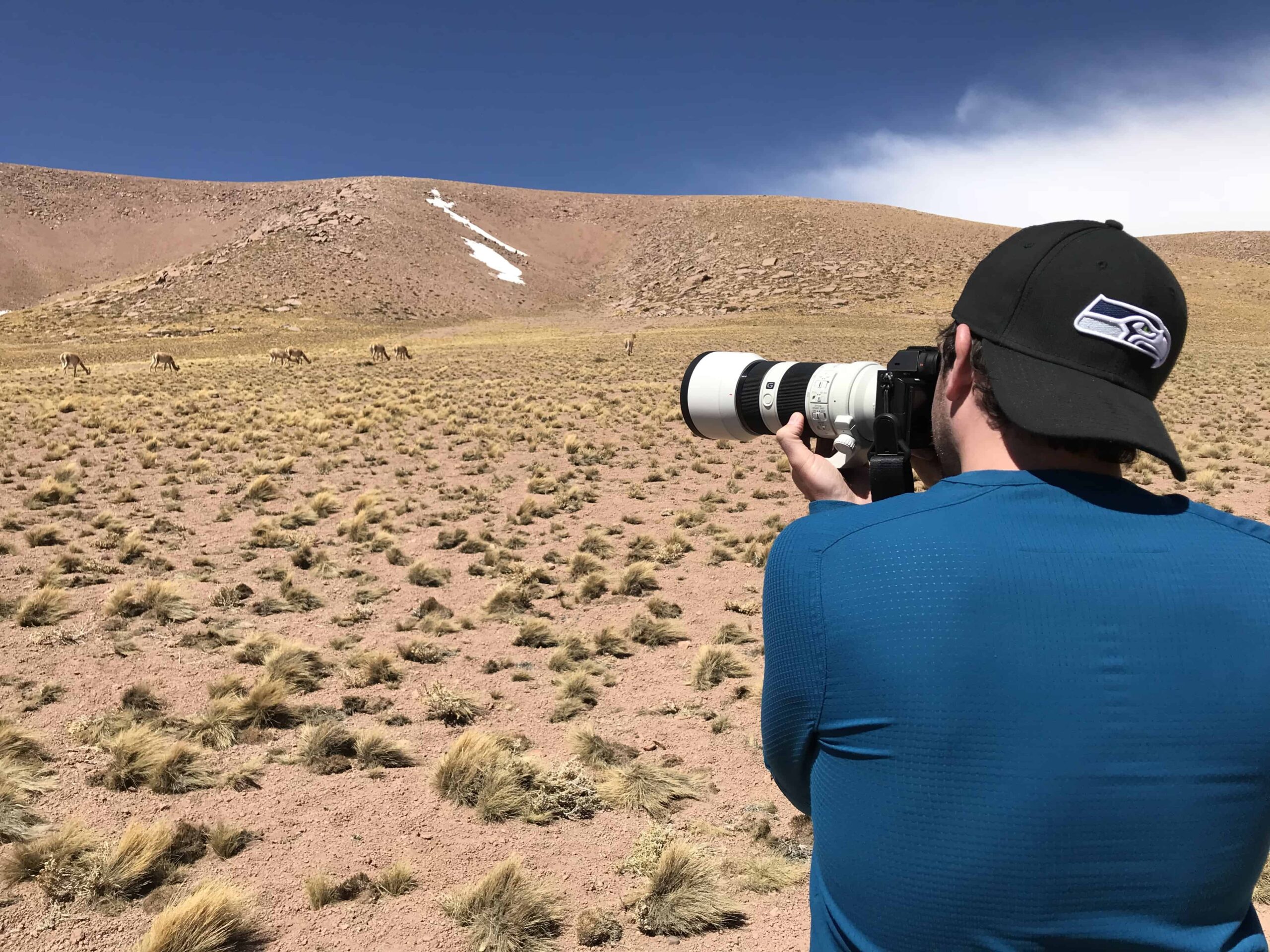 Tierfotografie in der Atacama Wüste|Fotografieren auf Safari|Fotografieren bei den Pagoden