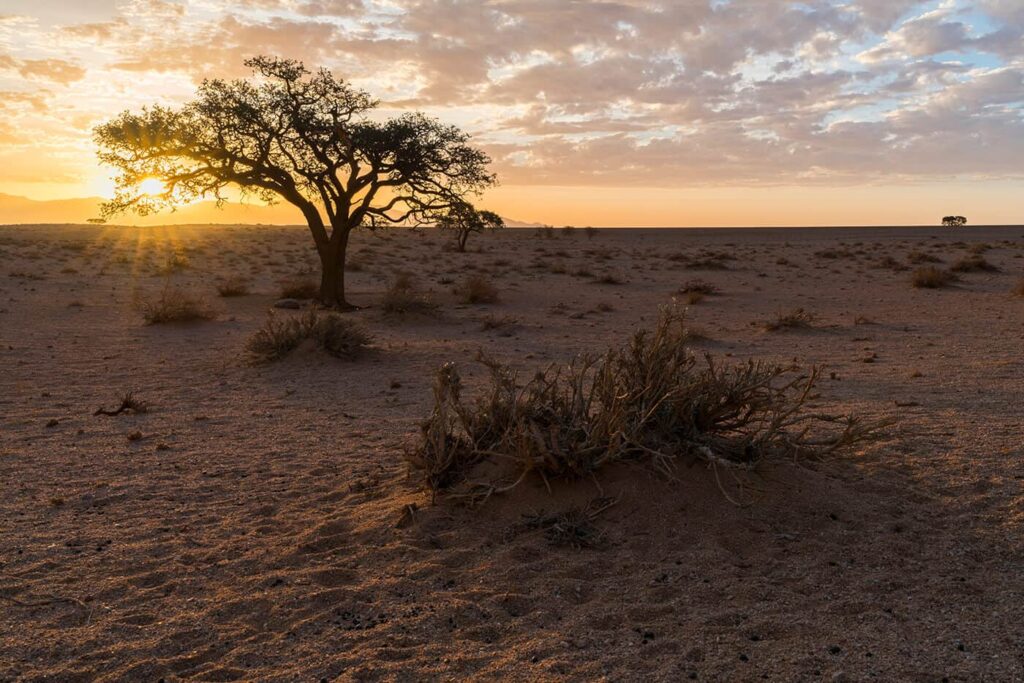 Sonne und Baum Namibia