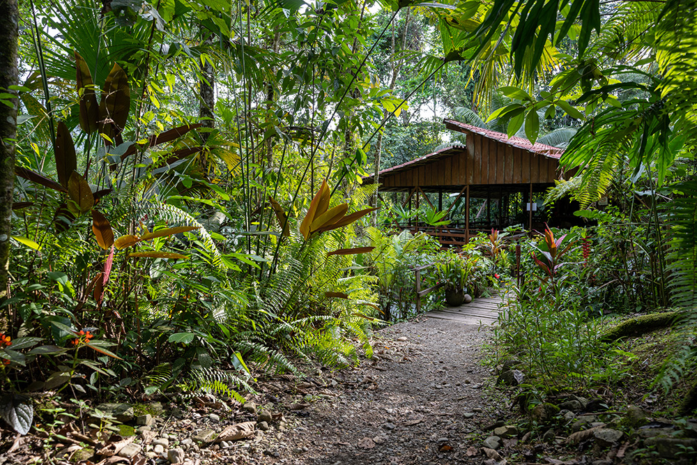 Selva Bananito ist das Lebenswerk von Jürgen Stein. In Costa Rica macht er sich stark für die Nachhaltigkeit und den Naturschutz.