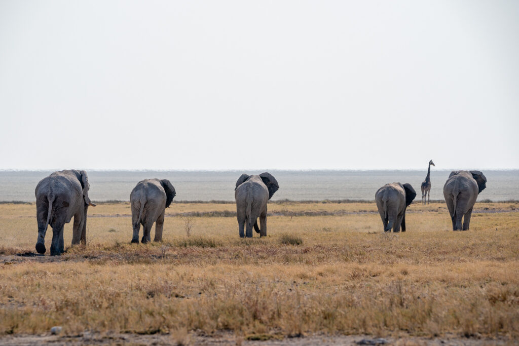 Elephanten-Herde Namibia